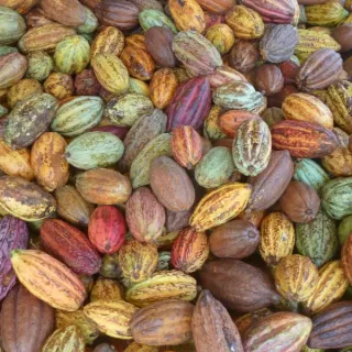 MIKE&BECKY's Maya Mountain 70% - multitude of cacao pods