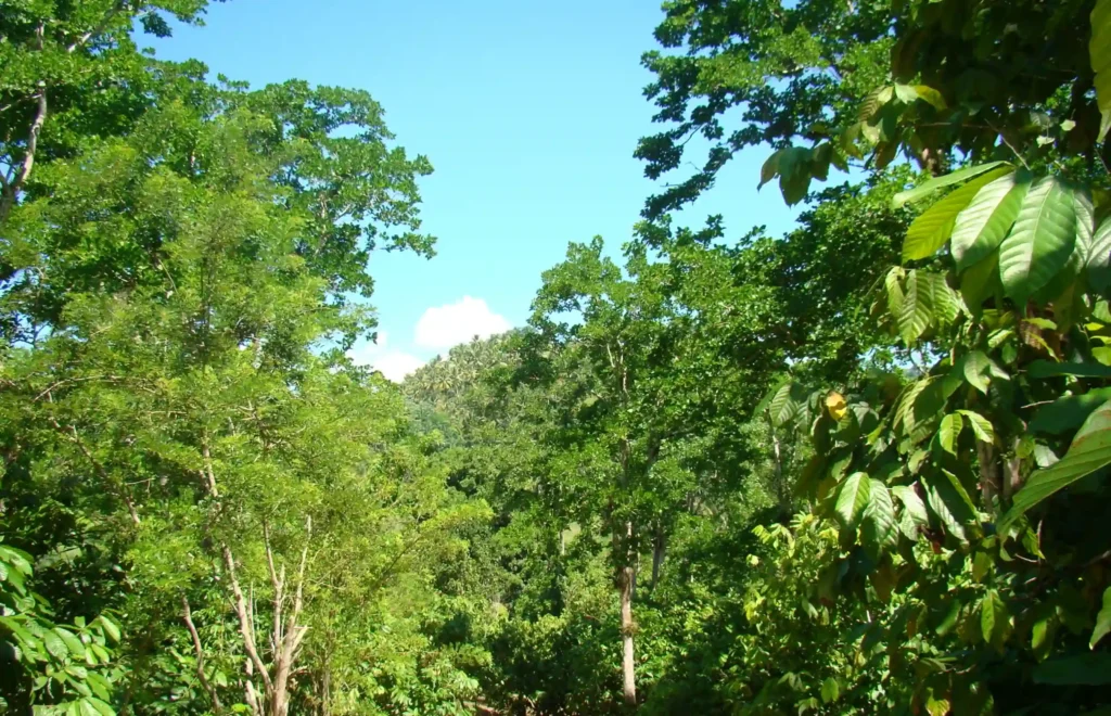 Oko Caribe2 1