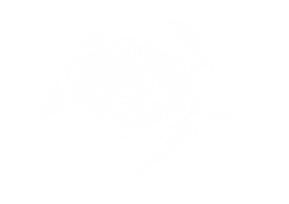 Soconusco Tortue 1 Vectorized